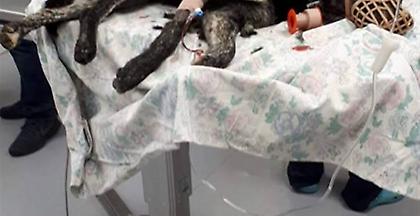 Κτηνωδία στην Κρήτη: Άγνωστος πυροβόλησε σκυλί και το άφησε να αιμορραγεί