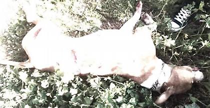 Σοκ στην Αργυρούπολη: Άνδρας κατέσφαξε πίτμπουλ με 17 μαχαιριές