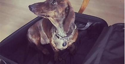 Ο σκύλος του Κυριάκου Μητσοτάκη συστήνεται στο instagram μέσα σε βαλίτσα