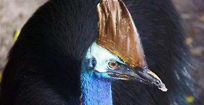 Στο «σφυρί» ο καζουάριος που σκότωσε τον ιδιοκτήτη του στη Φλόριντα