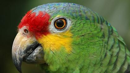 Στη Βραζιλία συνέλαβαν... παπαγάλο ως μέλος κυκλώματος διακίνησης ναρκωτικών