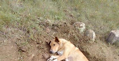 Κτηνωδία: Άγνωστοι έθαψαν σκύλο ζωντανό στην Παλλήνη