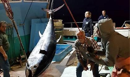 Νάξος: Δεν πίστευαν στα μάτια τους – Ψάρεψαν τόνο 288 κιλών (pics)