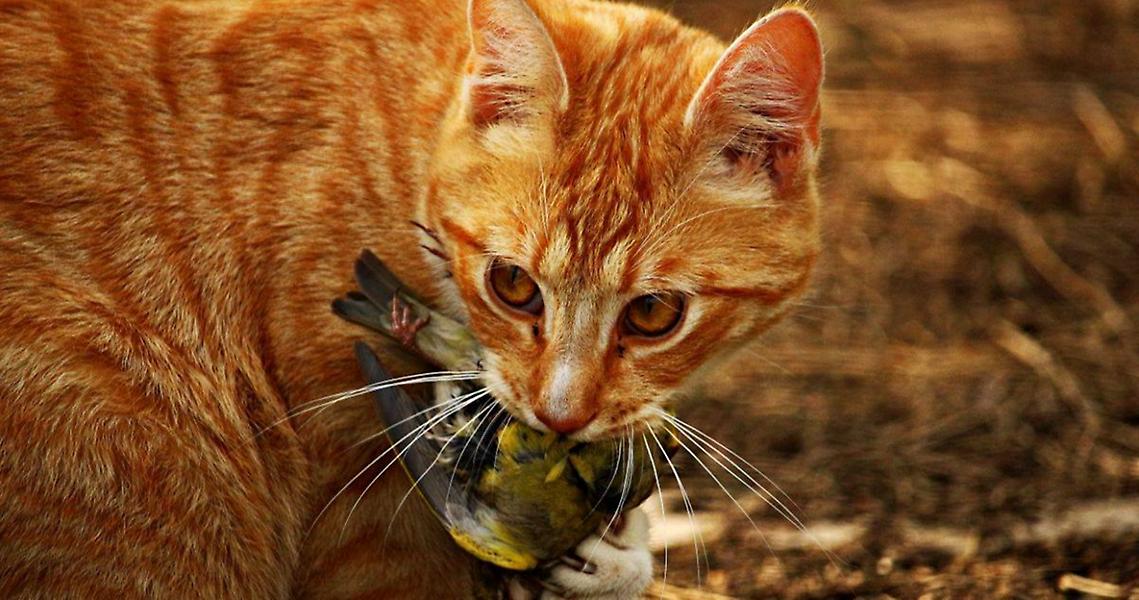 Αυστραλία: Ο λόγος που το κράτος θέλει να σκοτώσει δύο εκατομμύρια γάτες