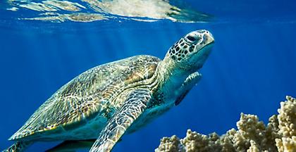 Καρέτα-καρέτα βρέθηκε νεκρή στην Σαλαμίνα