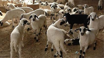 Έκλεψαν 120 αρνιά από μαντρί σε χωριό του Ηρακλείου