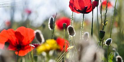 Κυριακή του Πάσχα: Με τι καιρό θα σουβλίσουμε τον οβελία