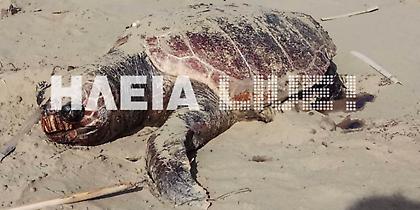 Νεκρή καρέτα καρέτα στο Κατάκολο -Καταγγελίες και για άλλα περιστατικά