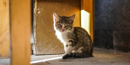 Νέα κτηνωδία στην Κρήτη: Ασυνείδητοι σούβλισαν γατάκι τη Μεγάλη Παρασκευή (pics)