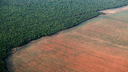 Εκθεση-σοκ: 1 στα 8 είδη, ζώα ή φυτά θα εξαφανιστούν