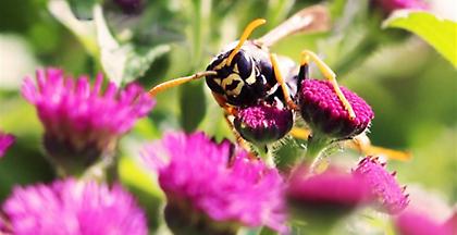 Οι σφήκες συμπεριφέρονται με ανθρώπινη λογική υποστηρίζει νέα έρευνα