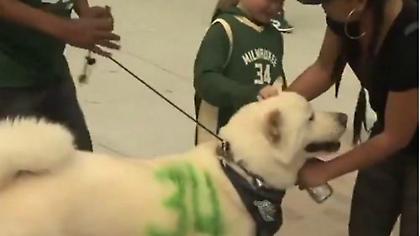 Σκύλος στο γήπεδο με το νούμερο του Αντετοκούνμπο! (video)