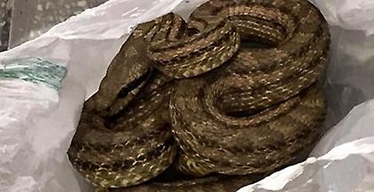 Βρήκαν φίδι σε ψυγείο εστιατορίου στη Θεσσαλονίκη