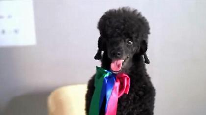 Το τρίτο σποτ των ΑΝΕΛ με τον Thanassis που... έβγαλε δόντια