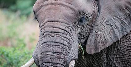 Άρση στην απαγόρευση του κυνηγιού ελεφάντων στην Μποτσουάνα (video)