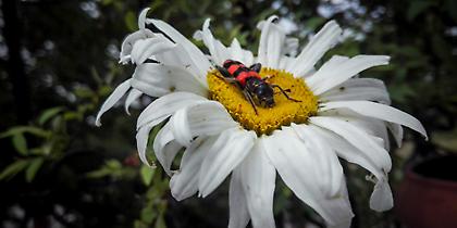 Γενικά αίθριος ο καιρός την Τετάρτη - Έως τους 30 βαθμούς το θερμόμετρο