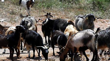 Στυλίδα: Έβγαλε όπλο εναντίον του γείτονα για τα κατσίκια του