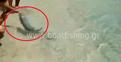 Κάρπαθος: Έπαιζε με επικίνδυνο λαγοκέφαλο και του δάγκωσε το δάχτυλο (vid)