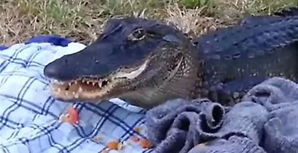 Αλιγάτορας «χάλασε» ρομαντικό πικνίκ ζευγαριού στη Φλόριντα (video)