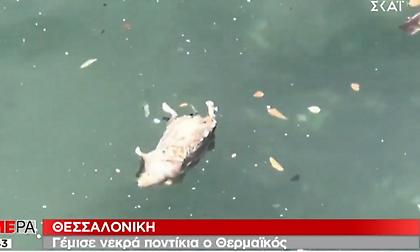 Θεσσαλονίκη: Γέμισε νεκρούς αρουραίους ο Θερμαϊκός