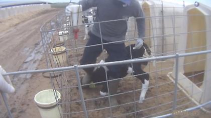 Σάλος για την κακοποίηση των ζώων στη «Ντίσνεϊλαντ του αγροτουρισμού» των ΗΠΑ