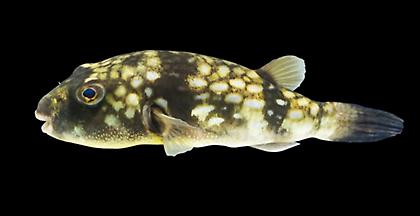 Προσπάθειες μείωσης του πληθυσμού των λαγοκέφαλων από το ΕΛΚΕΘΕ