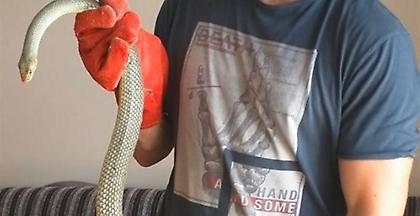 Θεσσαλονίκη: Πολλές κλήσεις στις αρχές για φίδια μέσα στην πόλη (pic)