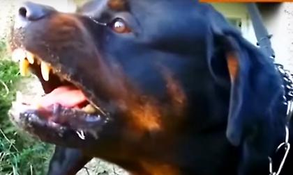 Σπαρακτικά τα λόγια της μάνας του 5χρονου Στάθη που κατασπάραξαν 8 ροτβάιλερ