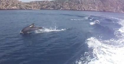 Μοναδικά πλάνα με δελφίνια στην Κορινθία (video)