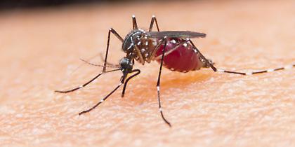 Ιος του Δυτικού Νείλου: Κανένα κρούσμα στην Ελλάδα - Διευκρινήσεις από τον ΕΟΔΥ