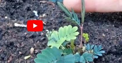 ΒΙΝΤΕΟ: «Το περίεργο φυτό που δεν θέλει να το αγγίζουν»