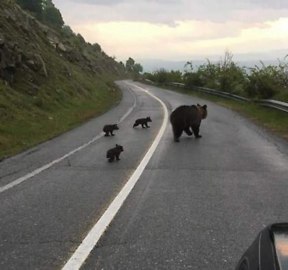 Ώρα για σχολείο: Η βόλτα μιας οικογένειας αρκούδων στη Φλώρινα