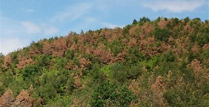 Κιλκίς: Έντομο - καταστροφέας έχει καταστρέψει έκταση 37.000 στρεμμάτων