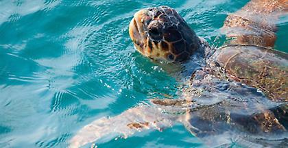 Η ΕΕ προστατεύει τις θαλάσσιες χελώνες και τα θαλάσσια οικοσυστήματά μας