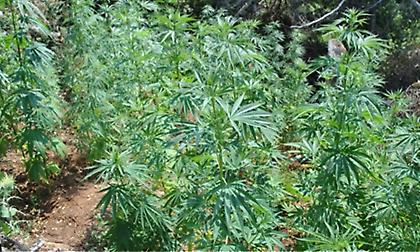 Φυτείες με 2.310 δενδρύλλια κάνναβης εντοπίστηκαν στα Κύθηρα