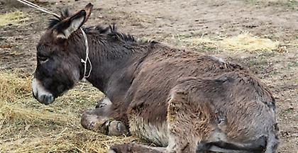 Βόλος: 12 μήνες φυλακή σε 55χρονο που κλωτσούσε στο κεφάλι γάιδαρο