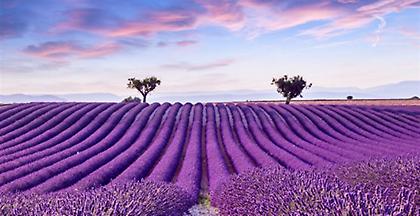 Λεβάντα: Η καλλιέργεια που κερδίζει συνεχώς έδαφος στην Ελλάδα