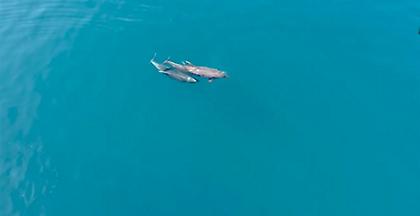 Θεολόγος Φθιώτιδας: Χορεύοντας με τα δελφίνια στα κρυστάλλινα νερά