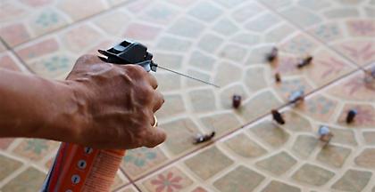 Θέμα χρόνου οι κατσαρίδες να αποκτήσουν ανοσία σε κάθε είδους εντομοκτόνο