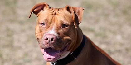 Αγρίνιο: Της επιτέθηκε πιτ μπουλ και κατέληξε στο νοσοκομείο