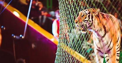 Τίγρεις σε τσίρκο κατασπάραξαν τον θηριοδαμαστή τους