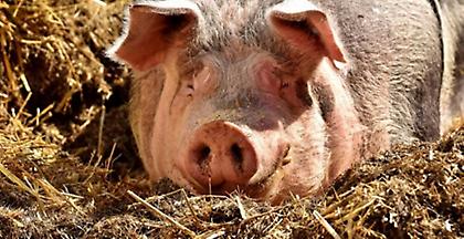 Κρούσματα αφρικανικής πανώλης των χοίρων στη Βουλγαρία