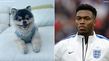 Βρέθηκε ο σκύλος του Στάριτζ που είχαν αρπάξει… διαρρήκτες