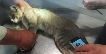 Λαμία: Ποινή φυλάκισης 16 μηνών σε λυκειάρχη - Πυροβόλησε και σκότωσε γάτα