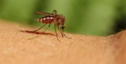 Ανησυχία ΙΣΑ για εμφάνιση κρουσμάτων ιού του Δυτικού Νείλου στη χώρα μας