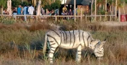 Οργή: Ιδιοκτήτης μπαρ έβαψε με μπογιά γαϊδουράκια για να μοιάζουν με ζέβρες