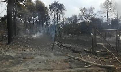 Καθαρίζεται το οικόπεδο με τους 20.000 τόνους καύσιμης ύλης στο Μάτι