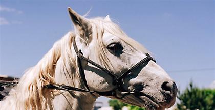 Τραυματισμένο άλογο κυκλοφορούσε ελεύθερο στη Θεσσαλονίκη (video)
