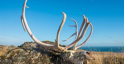 Η κλιματική αλλαγή δείχνει τα δόντια της: 200 τάρανδοι πέθαναν από πείνα