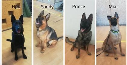 Οι νέοι τετράποδοι αστυνομικοί στην υπηρεσία ανίχνευσης εκρηκτικών (pic)